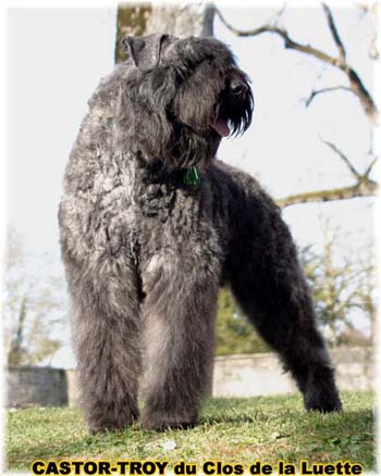 BOUVIER DES FLANDRES ET TRAVAIL du Clos de la Luette Copyright